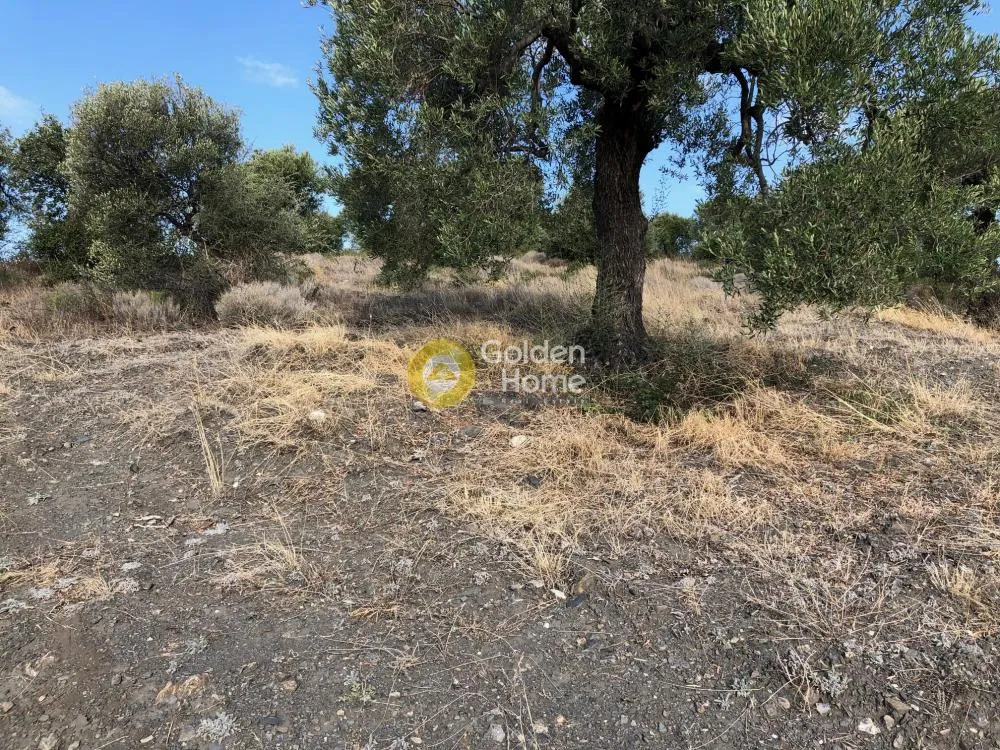 Αγροτεμάχιο 6500τ.μ.  - 4