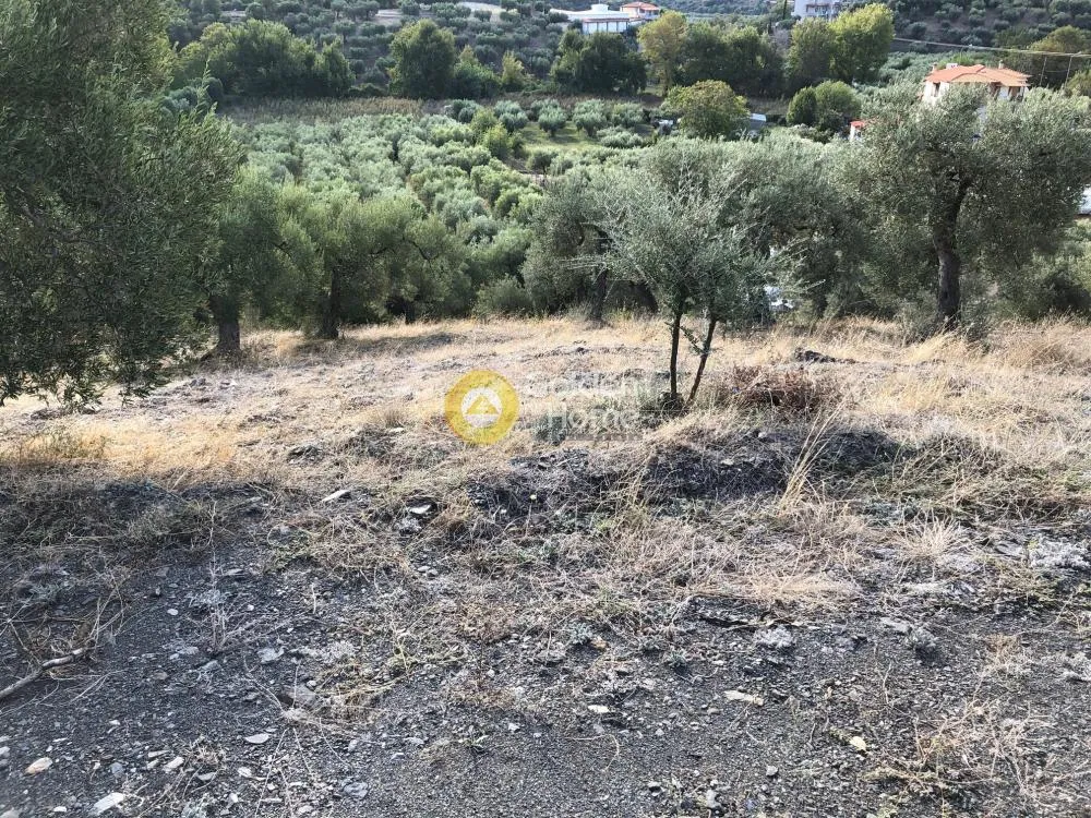 Αγροτεμάχιο 6500τ.μ.  - 5