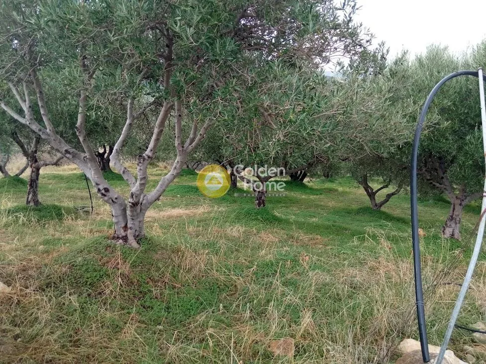 Αγροτεμάχιο 3350τ.μ.  - 3
