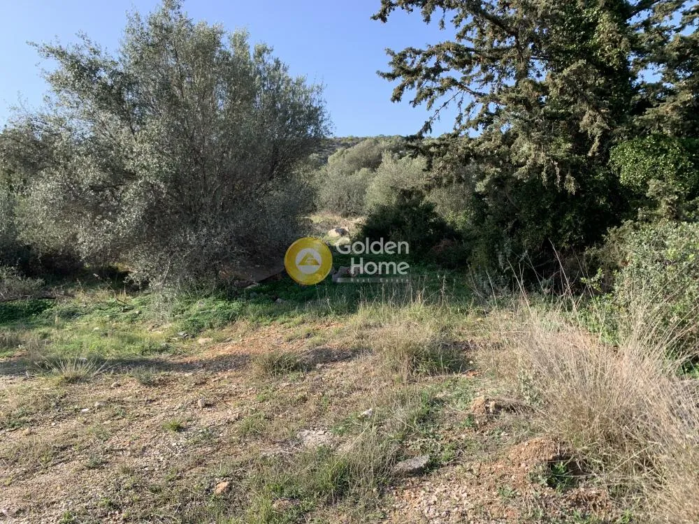 Αγροτεμάχιο 5000τ.μ.  - 3