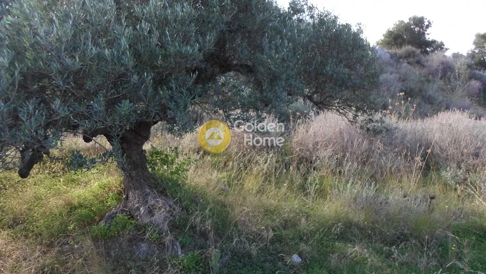Αγροτεμάχιο 1189τ.μ.  - 3