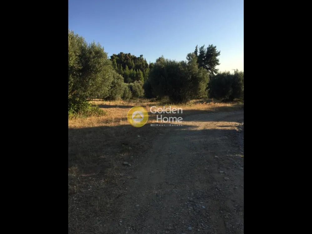 Αγροτεμάχιο 13000τ.μ.  - 5