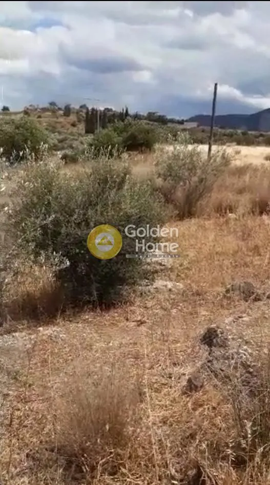 Αγροτεμάχιο 8295τ.μ.  - 5