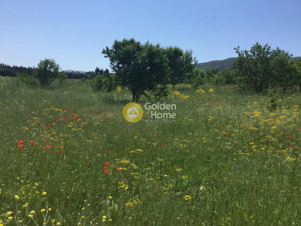 Αγροτεμάχιο 4606τ.μ.  - 2