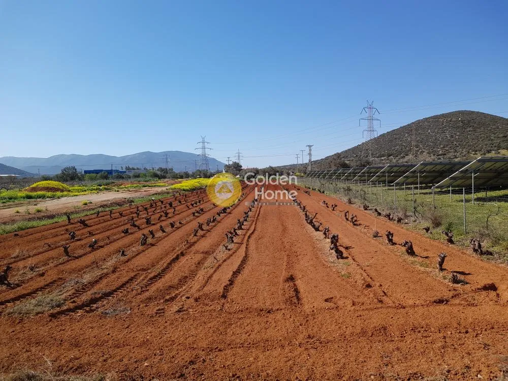 Αγροτεμάχιο 2750τ.μ.  - 2