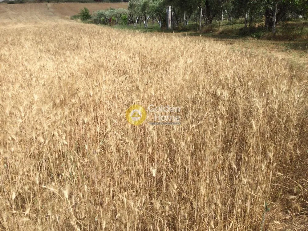 Αγροτεμάχιο 9000τ.μ.  - 2
