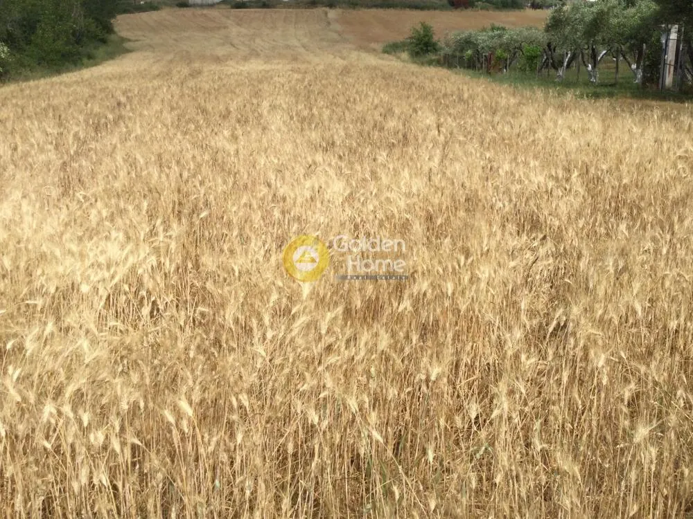 Αγροτεμάχιο 9000τ.μ.  - 3