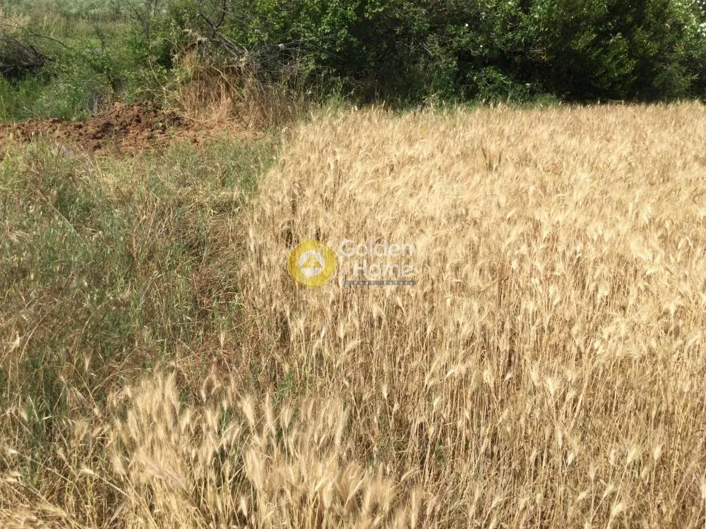 Αγροτεμάχιο 9000τ.μ.  - 4