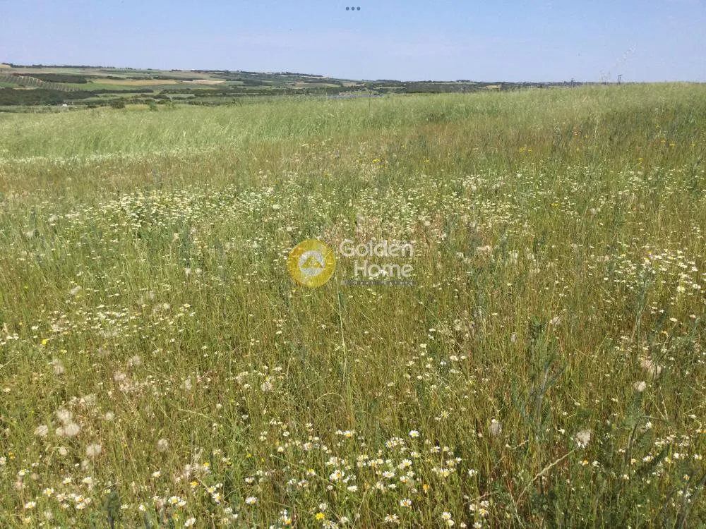 Αγροτεμάχιο 5000τ.μ.  - 4