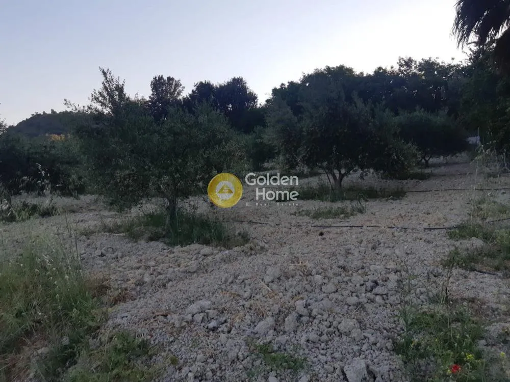 Αγροτεμάχιο 4250τ.μ.  - 2