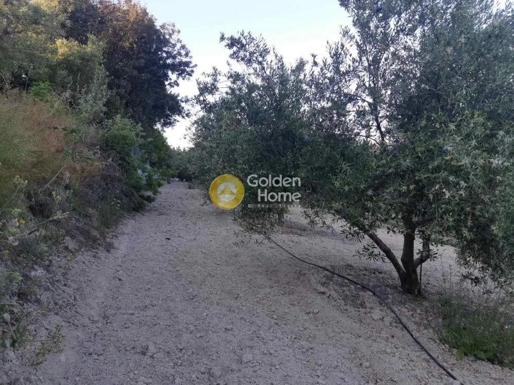 Αγροτεμάχιο 4250τ.μ.  - 3