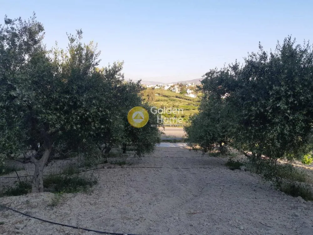Αγροτεμάχιο 4250τ.μ.  - 4