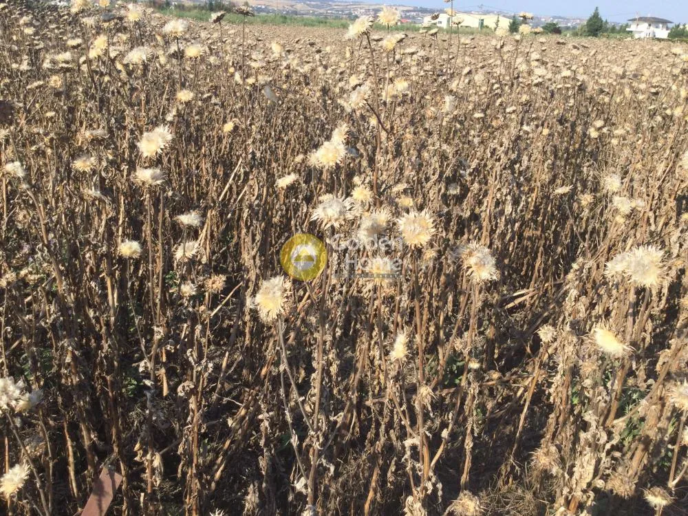 Αγροτεμάχιο 4450τ.μ.  - 3
