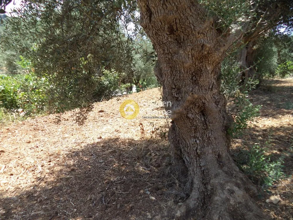 Land Parcel 571m²  - 3