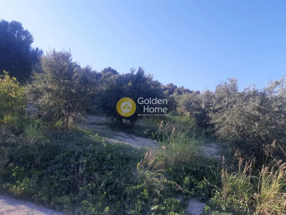 Αγροτεμάχιο 6000τ.μ.  - 3