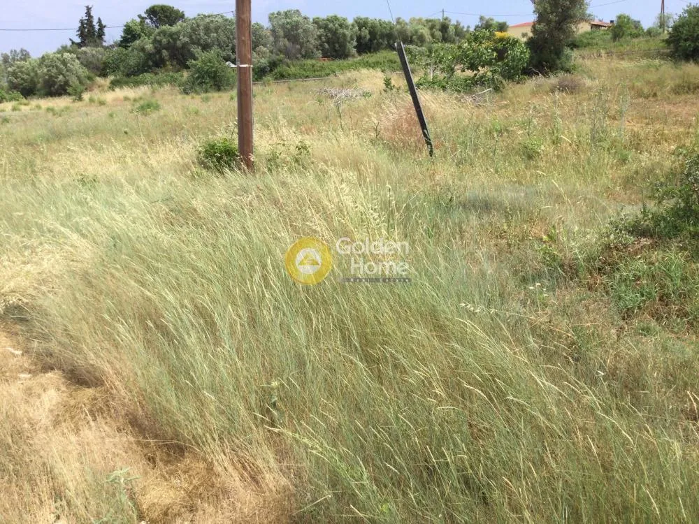 Αγροτεμάχιο 5850τ.μ.  - 4