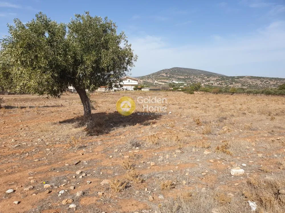 Αγροτεμάχιο 4700τ.μ.  - 3