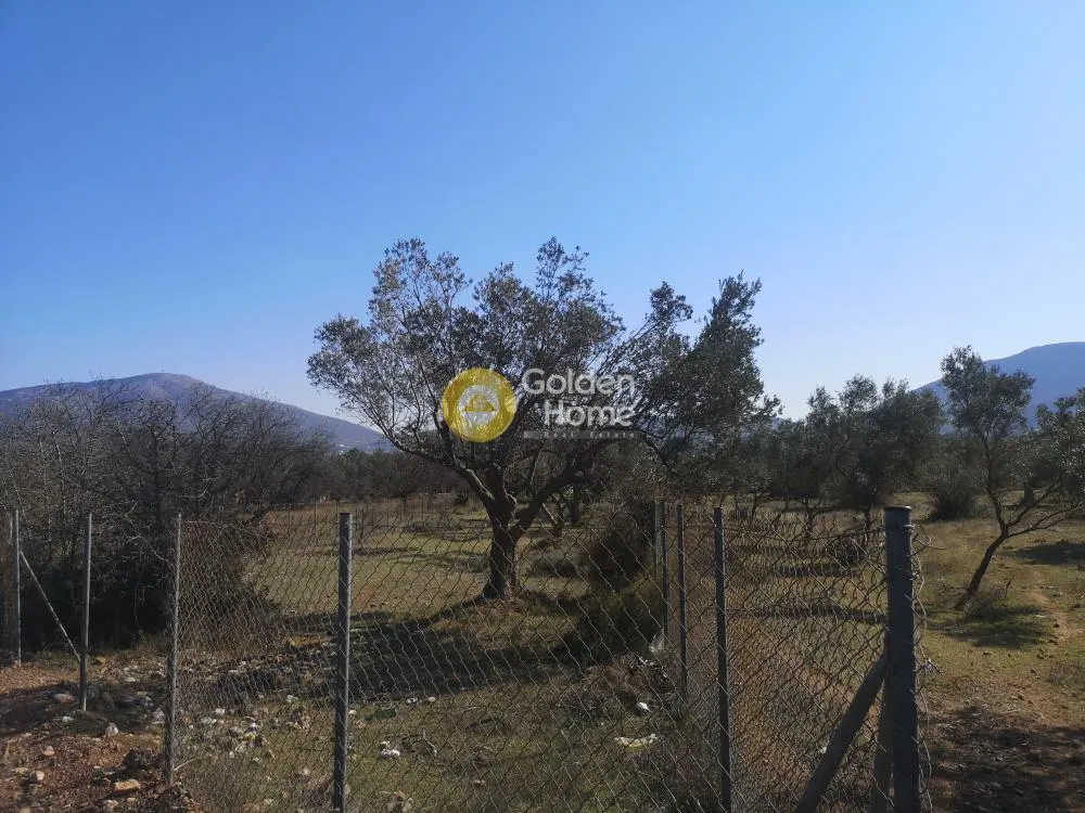 Αγροτεμάχιο 910τ.μ.  - 2