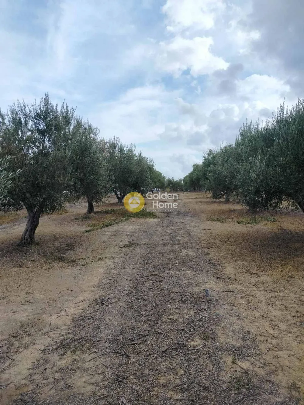 Αγροτεμάχιο 9135τ.μ.  - 3
