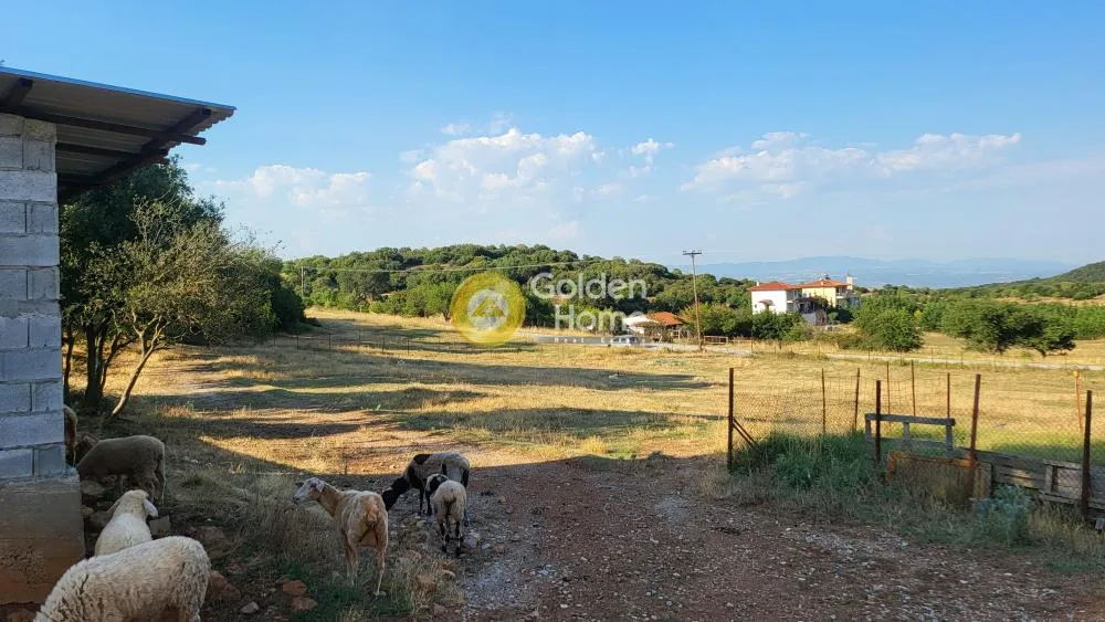Αγροτεμάχιο 7000τ.μ.  - 2