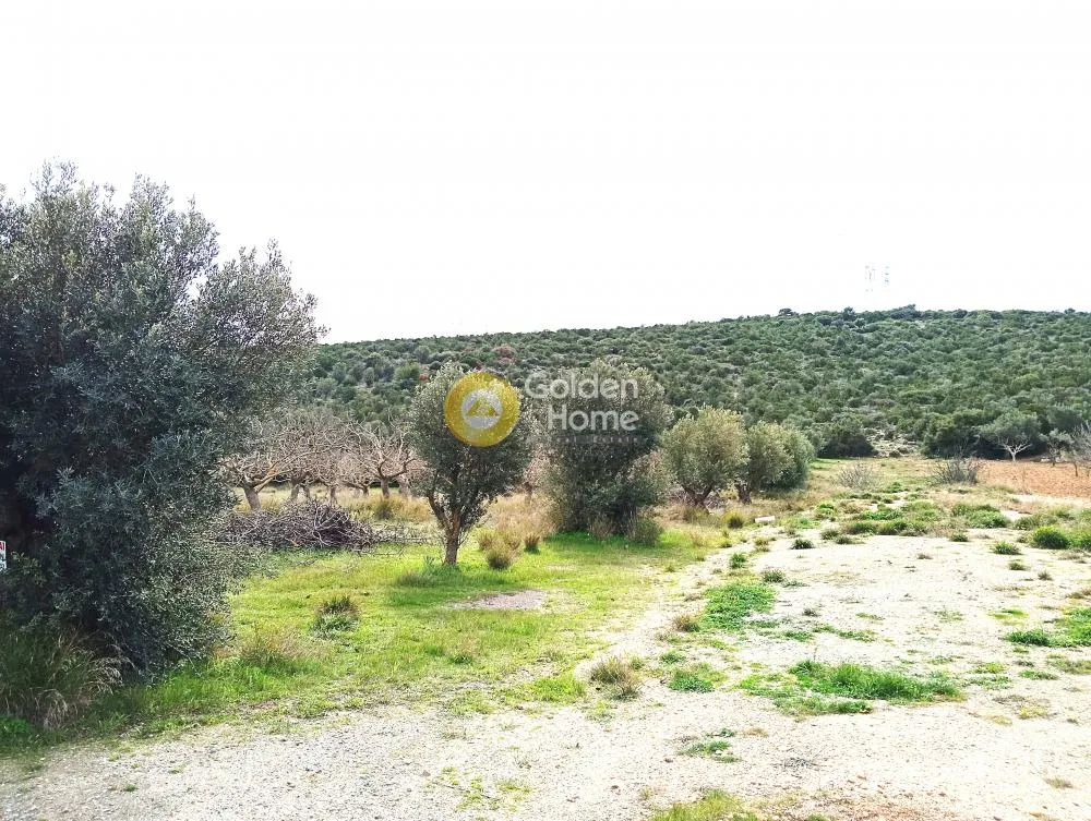 Αγροτεμάχιο 2278τ.μ.  - 2