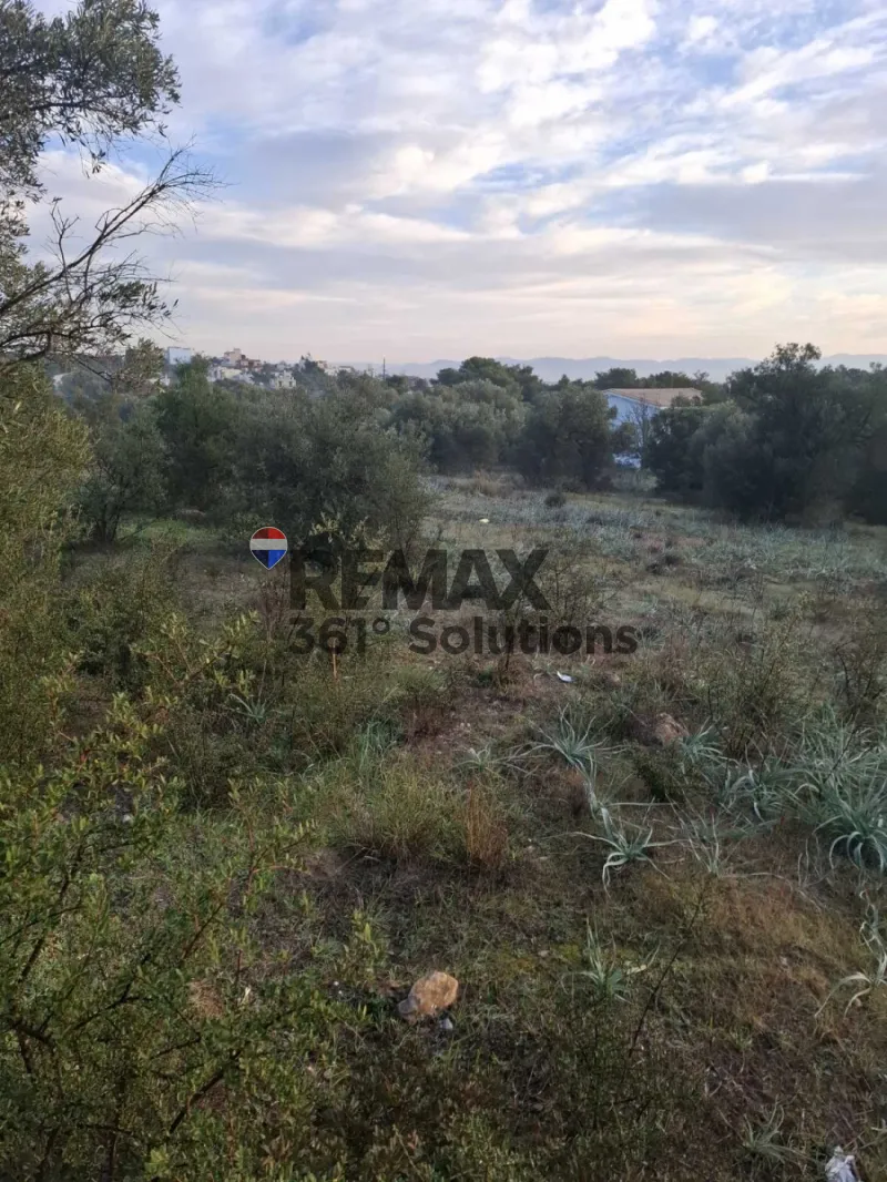 Αγροτεμάχιο 3181τ.μ.  - 2