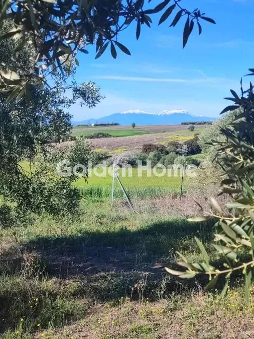 Αγροτεμάχιο 10000τ.μ.  - 3