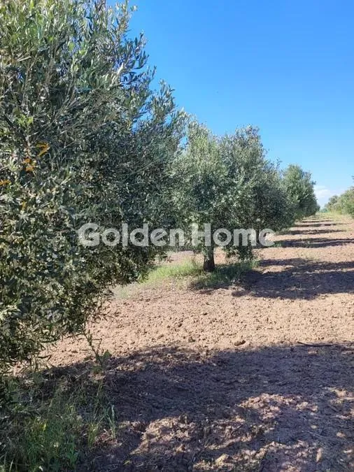 Αγροτεμάχιο 10000τ.μ.  - 5