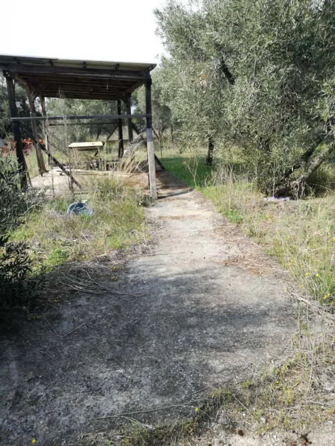 Αγροτεμάχιο 500τ.μ.  - 3