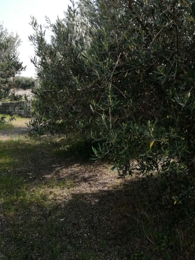 Αγροτεμάχιο 500τ.μ.  - 4