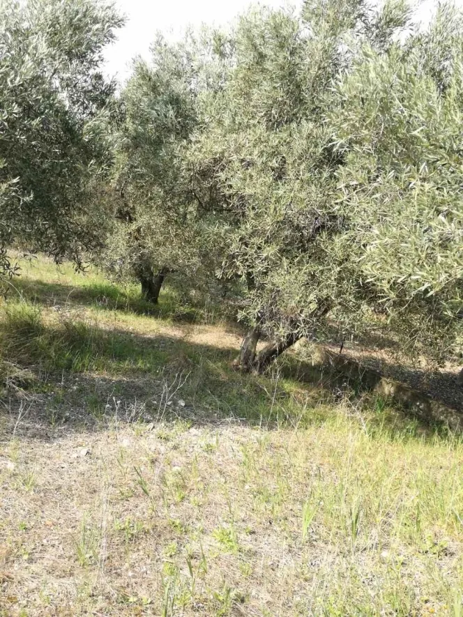 Αγροτεμάχιο 500τ.μ.  - 2