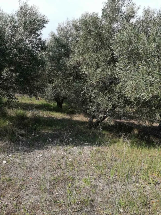 Αγροτεμάχιο 500τ.μ.  - 3
