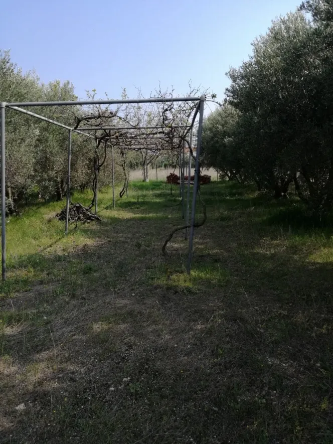 Αγροτεμάχιο 500τ.μ.  - 4