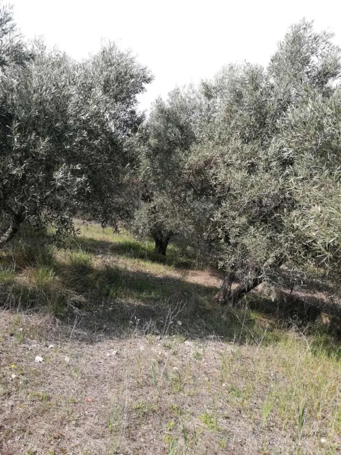 Αγροτεμάχιο 500τ.μ.  - 5