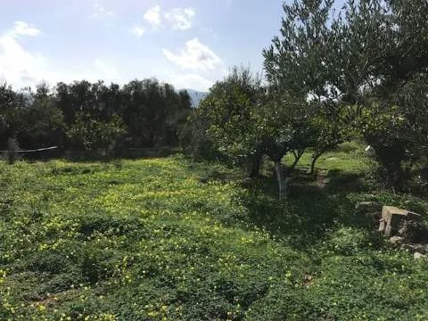 Αγροτεμάχιο 2500τ.μ.  - 2