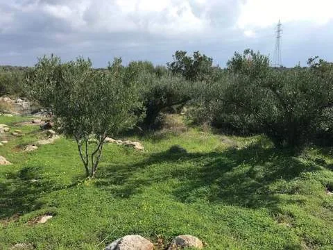 Αγροτεμάχιο 2500τ.μ.  - 3
